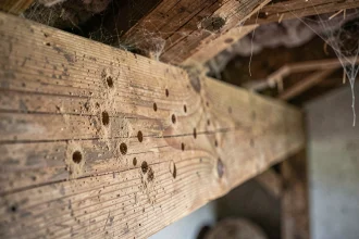 Gros plan sur une poutre en bois attaquée par le capricorne des maisons avec des trous de sortie caractéristiques et de la sciure fine