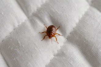 Gros plan macro d'une punaise de lit sur un matelas blanc, montrant ses caractéristiques morphologiques distinctives